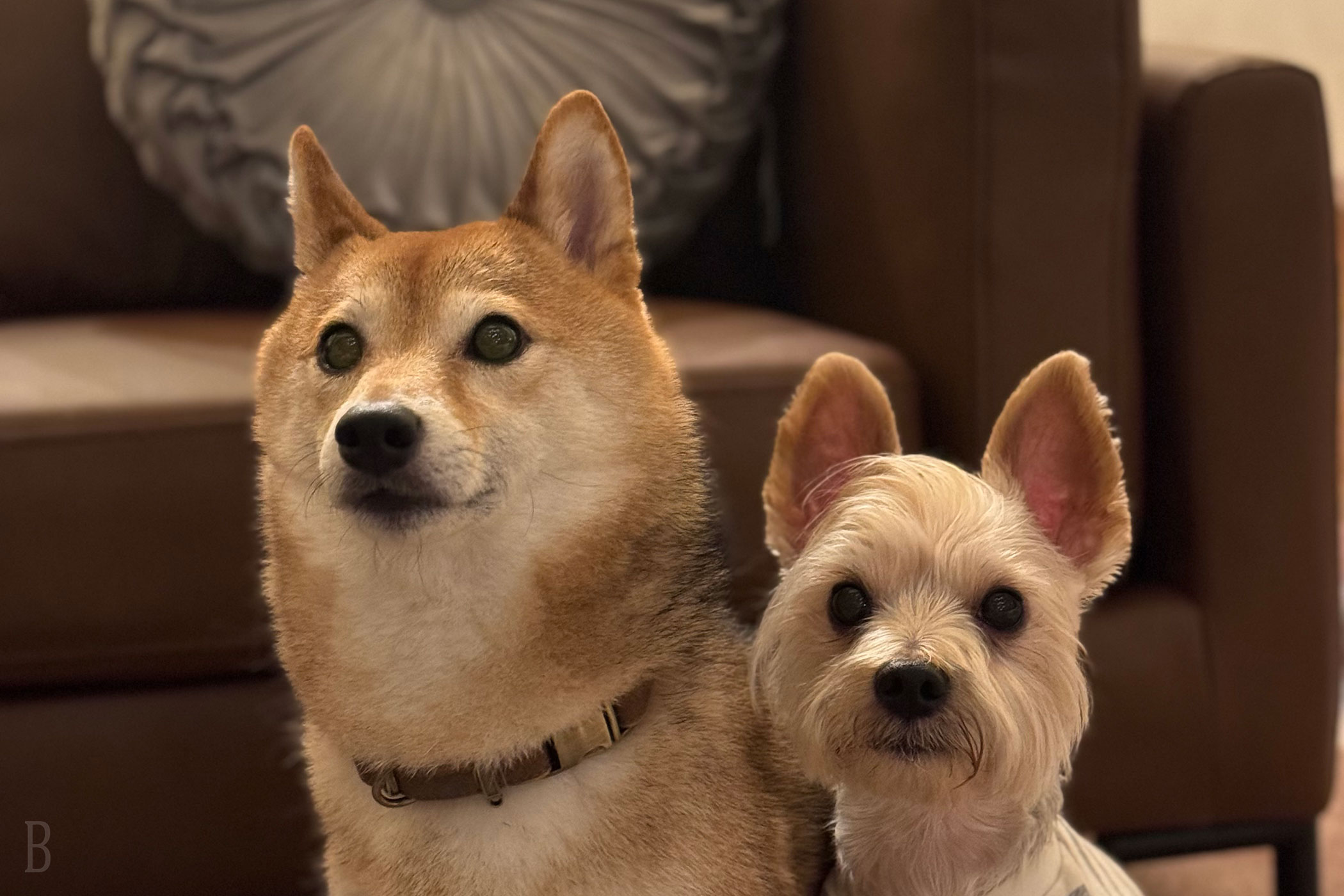 愛犬