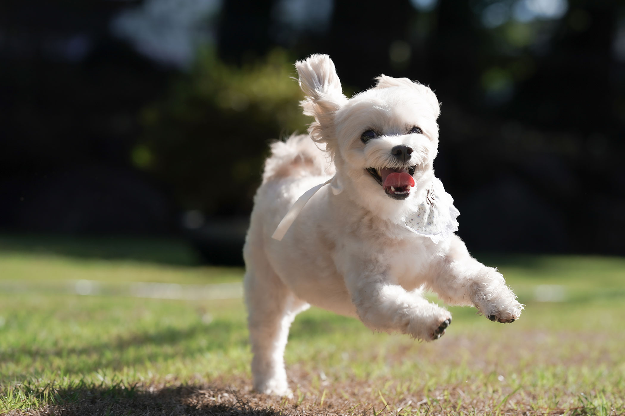 犬
